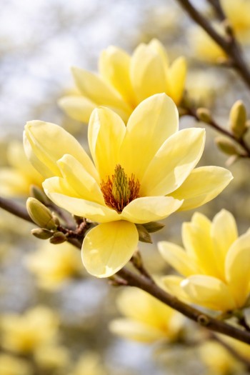 Магнолія гібридна Баттерфляйз|Magnolia hibrida/hybrids Butterflies|Магнолия гибридная Баттерфляйз